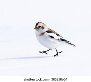 Snow Buntings Fighting In Winter