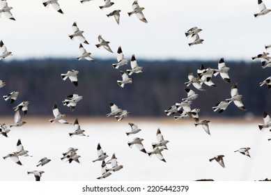 Snow Buntings (Plectrophenax Nivalis) Flying.