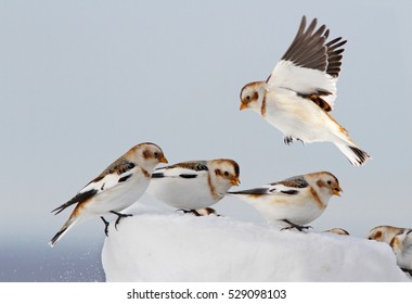 Snow Buntings (Plectrophenax Nivalis) In Winter