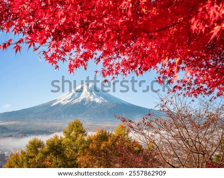 Snow capped clear view of Mount Fuji on a sunny autumn day with red yellow and green foliage colours and bright blue sky without clouds in the morning. Bright scarlet leaves
