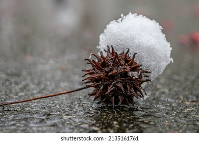 Snow Capped Gum Tree Ball