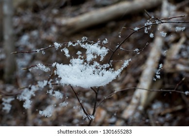 Snow Caught In A Spiderweb In Shenandoah Valley