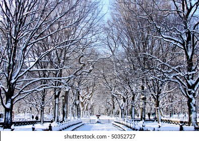 Snow In Central Park