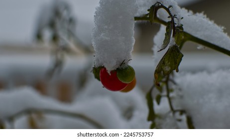 snow cherry tomato plant frozen - Powered by Shutterstock