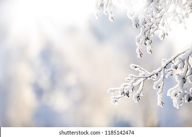 Snow covered alder tree (Alnus glutinosa) branch against defocused background  Selective focus   shallow depth field 