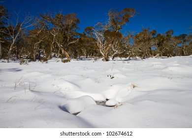 Snow Covered Alpine Plain In Winter Near Mt Wills, Victoria, Australia