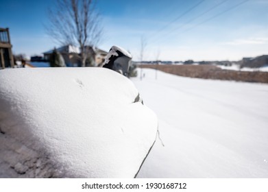 Snow Covered BBQ Smoker Grill In The Backyard With Winter Background