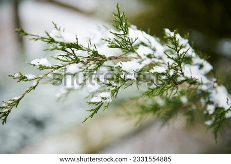 Snow covered branch of a coniferous tree. Wintertime. Landscape. Non urban scene. Nature and winter background. Selective focus. Still life. Wallpaper