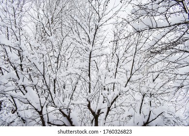 Snow Covered Branches On Tree