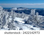 Snow covered branches and trees in the Alpine Zone of Mount Washington NH during the wintertime. This extreme hiking journey is covered in snow and icy.