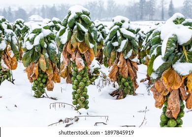 Snow Covered Brussels Sprouts On A Field In Winter