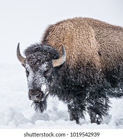 Snow Covered Buffalo In Yellowstone In January