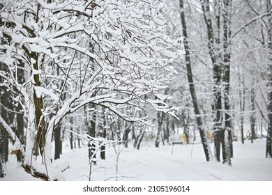 Snow Covered City Park. Trees And Bushes Under A Ball Of Snow. Benches And Alley In The Park In Winter. Winter Urban Park.