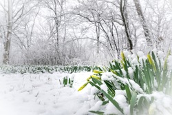 Snow Covered Daffodils In A Forest. 