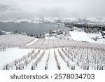 Snow covered dormant grapevines in an organic winery vineyard overlooking Skaha Lake in the Okanagan Valley at Penticton, British Columbia, Canada.