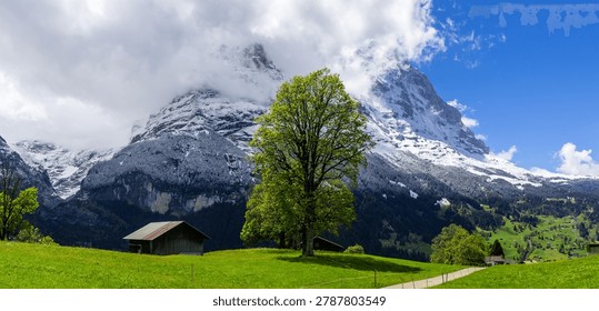 Snow covered Eiger mountain summit rises above green fields and traditional cabins