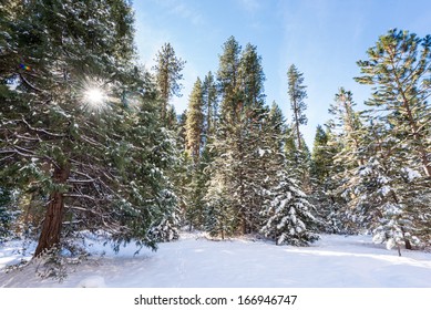 Snow covered evergreen trees on a clear winter day. - Powered by Shutterstock