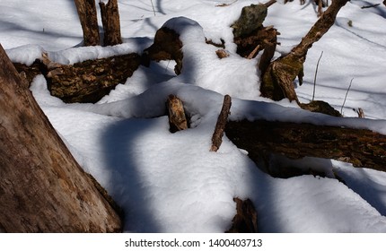 Snow Covered Fallen Branches In Shenandoah.