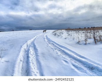 Snow Covered Field Under Cloudy Sky. A field covered in snow under a sky filled with clouds
