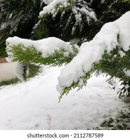 Snow Covered Fir Tree, Snow Covered Tree Branch, Snow Covered Trees, Close Up Snow Covered Branch, Pine Tree, Cypress Tree