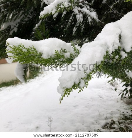 Snow covered fir tree, snow covered tree branch, snow covered trees, close up snow covered branch, pine tree, cypress tree