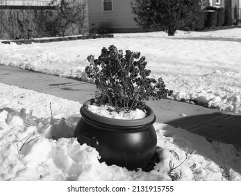 Snow Covered Flower Pot With Dead Flowers In Black And White