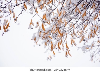 snow covered foliage of linden tree. closeup view. beautiful nature background in late autumn. winter is coming. cold weather - Powered by Shutterstock