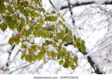 snow covered foliage of linden tree. season transition. beautiful nature background in late autumn. winter is coming. snowy forecast - Powered by Shutterstock