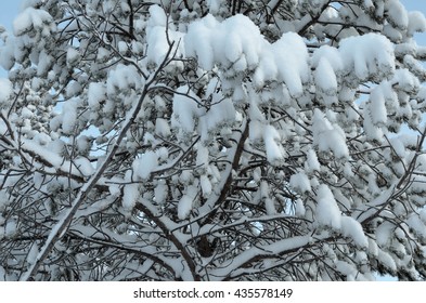 snow covered forest foliage in winter