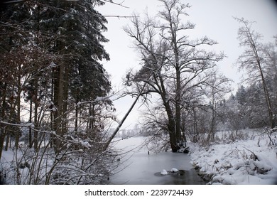 Snow covered forest in front of a frozen lake with a tipped over tree - Powered by Shutterstock