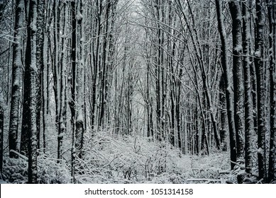 Snow Covered Forest In New England