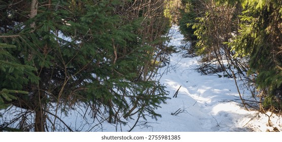 Snow covered forest path between evergreen trees in winter landscape with natural sunlight