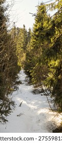 Snow covered forest path between evergreen trees in winter landscape with natural sunlight