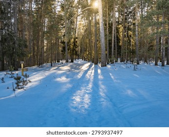 Snow covered forest with a path through it. The sun is shining through the trees, casting shadows on the snow