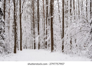 Snow Covered Forest Path Through Winter Woodland in Bialowieza Forest