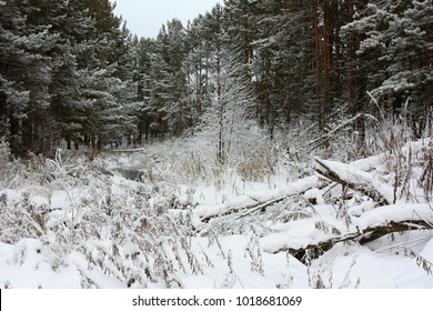 Snow covered forest in winter