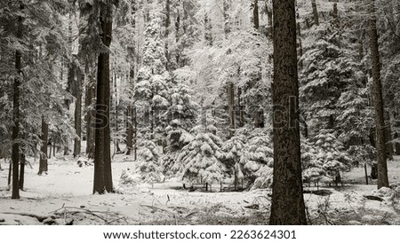 Snow covered forest winter landscape in Bavaria