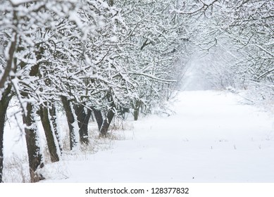 Snow Covered Fruit Garden