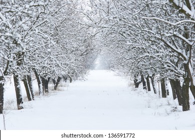 Snow Covered Fruit Garden