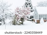 Snow covered garden with Crab apple, Malus Evereste