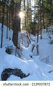 Snow covered hike through the forest