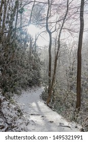 Snow Covered Hiking Trail In The Great Smoky Mountains National Park, USA