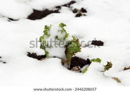 Snow covered homegrown organic layered Lettuce or Lactuca sativa annual plant with thick leathery light green leaves growing in local urban family home garden surrounded with wet soil on cold snowy 