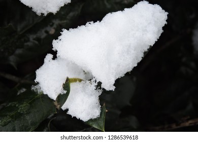 Snow covered Leaf