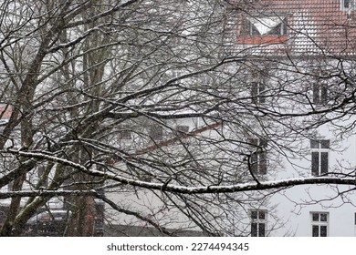 Snow covered leafless branches of trees in winter and white apartment buildings