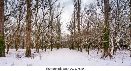 눈이 잎이 없는 나무들 사이로 길을 가렸다. 윈터 파크 스톡 사진