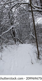 Snow covered path in forest