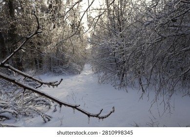 Snow covered path winding through a freezing winter forest with icy branches