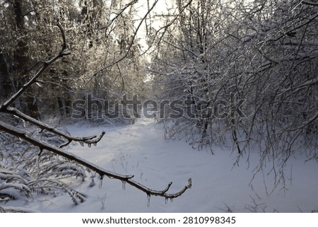 Snow covered path winding through a freezing winter forest with icy branches