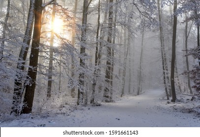 Path Through Woods Snow High Res Stock Images Shutterstock